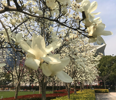 春暖花開(kāi)，魔都游產(chǎn)品豐富多彩 入境旅游業(yè)務(wù)厚積薄發(fā)